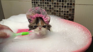 Kitty loves her bath