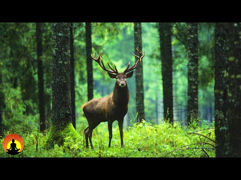 Relaxing Music