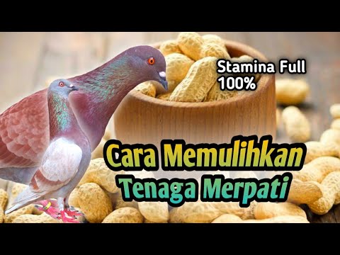 , title : 'Cara Memulihkan Tenaga Merpati Dengan Baik dan Benar'