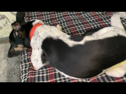 Presentando a mi mascota EMILY, perrita 🦮#explore #indiedog #perrita #perros