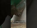 Deze neushoorn neemt de tijd tijdens verhuizing | #shorts
