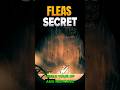 Finding The Secret Of The Flea Caravan In Silksong