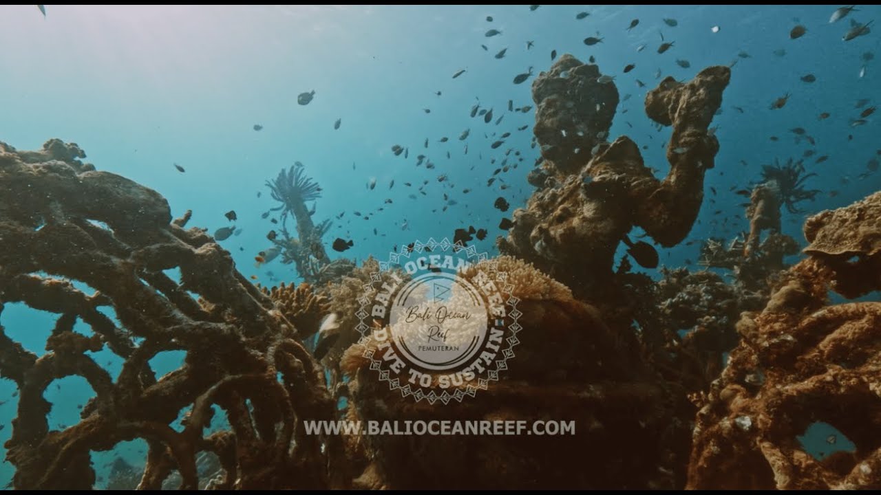Bali Ocean Reef diving experience - underwater footage preview