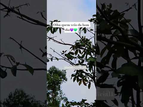 Vem ver quem veio dar bom dia hoje!#short #shorts #minasgerais #viral #roça