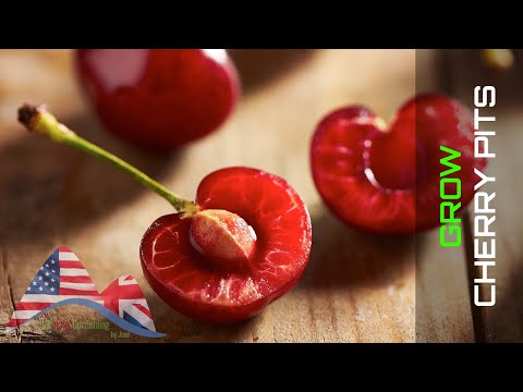 GARDENING TRICKS 🍒 How to Successfully Germinate Cherry Seeds or Cherry Pits 🌳 LdN Easy Gardening