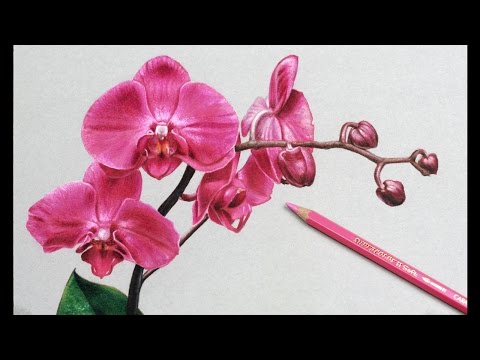 orchid flower drawing tutorial by dart