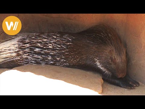 Stachelschwein | Unsere Tierwelt (Kurze Tierdokumentation)