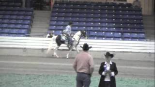 SOLD-Gelding by He's Puttin' on the Ritz - Cricket at the Ritz - 2010 WC Country Trail Pleasure
