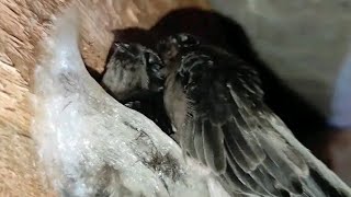 Download lagu sp yang selalu di respon walet mp3 Download lagu sp yang selalu di respon walet mp3