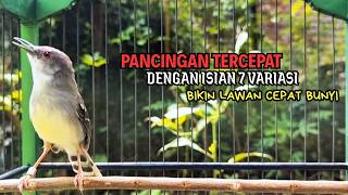 Download lagu CIBLEK GACOR NGEBREN variasi melimpah buat Pancingan Ciblek Semi bahan jadikan ciblek kristal gacor mp3