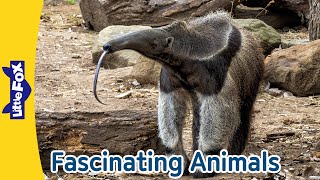 Giant Anteater, Red-Eyed Frog, Eastern Box Turtle, Black Widow Spider, Octopus, Pelican | Little Fox