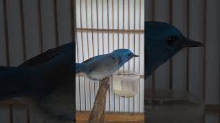 Download lagu sikatan biru muda/slendang biru/sitrun #sikatanrimba #sikatan #burung #kicaumania #birds mp3