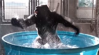 Watch Gorilla's Latest Dance Moves as He Makes a Splash in Kiddie Pool