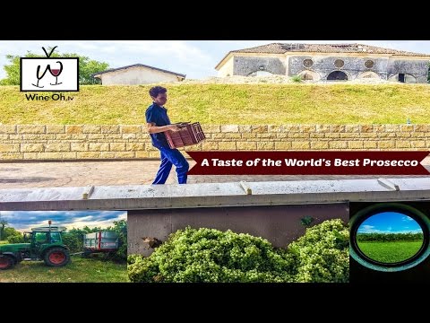 Taste The World's Best Prosecco With Masottina Winery | Conegliano Veneto | Wine Oh TV