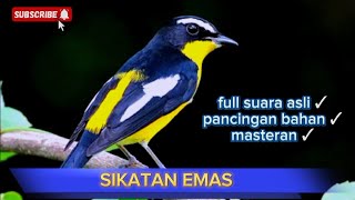 Download lagu SIKATAN EMAS full suara asli‼️ bagus untuk pancingan bahan dan masteran. mp3