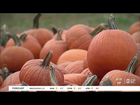 Tricks to keep kids safe and out of the hospital this Halloween