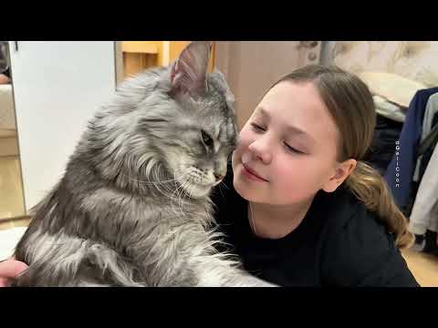 Have you seen a Maine Coon hug? 🙀