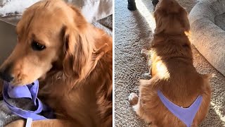 Golden Retriever hilariously has to wear the underwear he stole #shorts