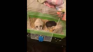Short haired Guinea Pig Rodents Videos