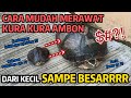 Easy Ways To Care For Ambon Turtles So They Are Healthy And Grow Quickly Including Their Favorit
