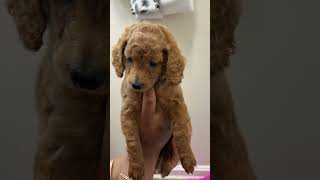 Video preview image #3 Poodle (Miniature) Puppy For Sale in WALDORF, MD, USA