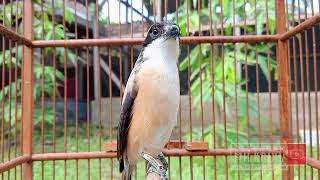 Download lagu 1 JAM TANPA IKLAN❗Masteran Cendet Full Isian Mewah Terbaru 2022 #cendetgacor #cendet #masterancendet mp3