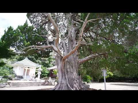 成相寺のイブキ