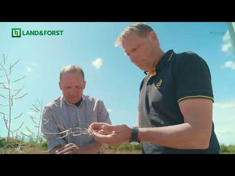 Expertengespräch Raps - Schwarzes Gold mit Perspektive