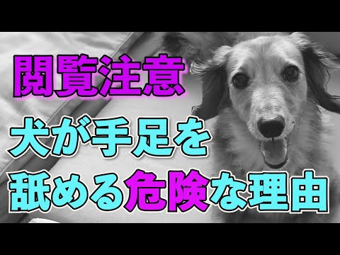 犬の肉球の病気