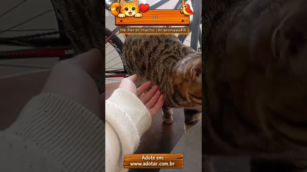 Gato raça SRD-ViraLata idade 7 a 11 meses nome lil