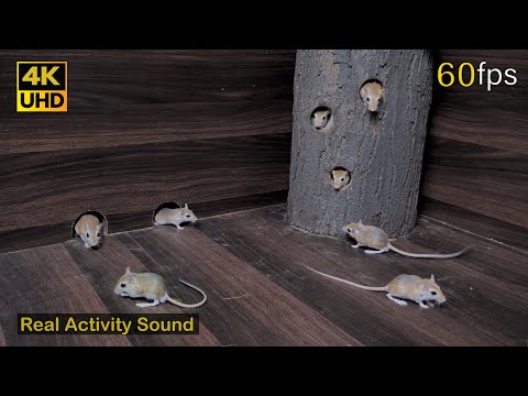 Cat tv for cats to watch | Mice hide & seek, play fun in night | 8 hour cat game 4k UHD