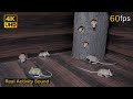 Cat tv for cats to watch | Mice hide & seek, play fun in night | 8 hour cat game 4k UHD