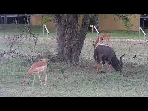 Djuma: Impalas, Warthog, Hippo and Nyala bull - 15:31 - 10/30/21