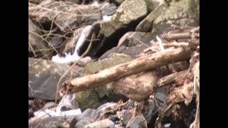 preview picture of video 'A Day going thru the Patapsco Valley State Park'