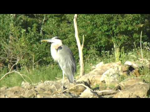 Morning Canoe on Beaver Lake - Great Blue Heron