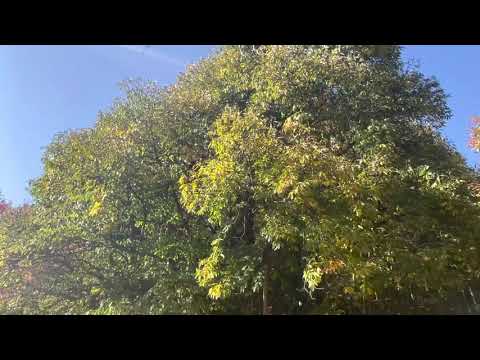 Le mule Pioggia e Langra