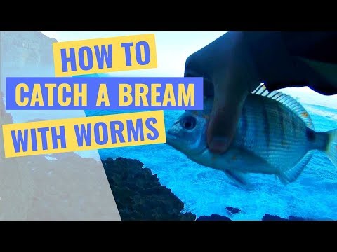 How to catch a bream with worms