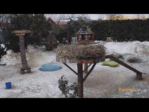 Gniazdo Bocianie pod Sokółką - 13 - 14.02.2026.