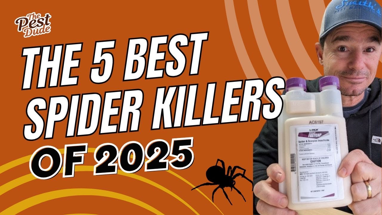 Top 5 Best Spider Killers of 2025, According to a Pest Control Expert
