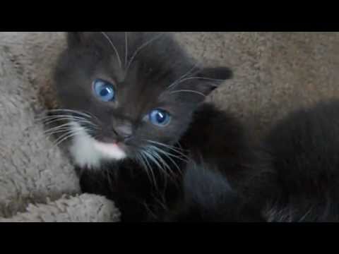 Black kittens with blue eyes (4 weeks old)