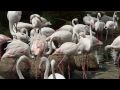 San Diego Wild Animal Park Flamingos Fighting