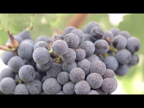 Opus One 2014 Growing Season