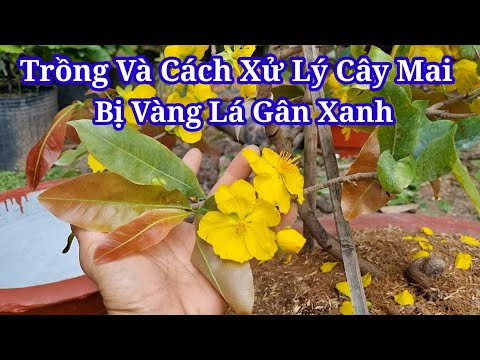 Cách Trồng Và Xử Lý Cây Mai Bị Vàng Lá Gân Xanh.