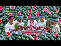 WATERMELON MILKSHAKE | Summer Healthy Drinks | Fresh Watermelon Juice Making in Village