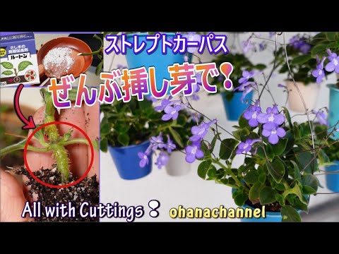 ハイブリッド ストレプトカーパス、ケープ プリムローズ、エレファント イヤーズ、ストレプトカーパス x