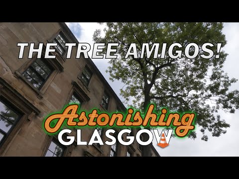 The tree amigos of Astonishing Glasgow Ep78