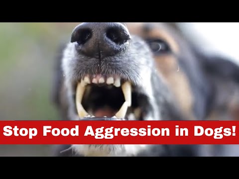 Stop Your Dog's Mealtime Madness: How to Stop Food Aggression in Dogs!
