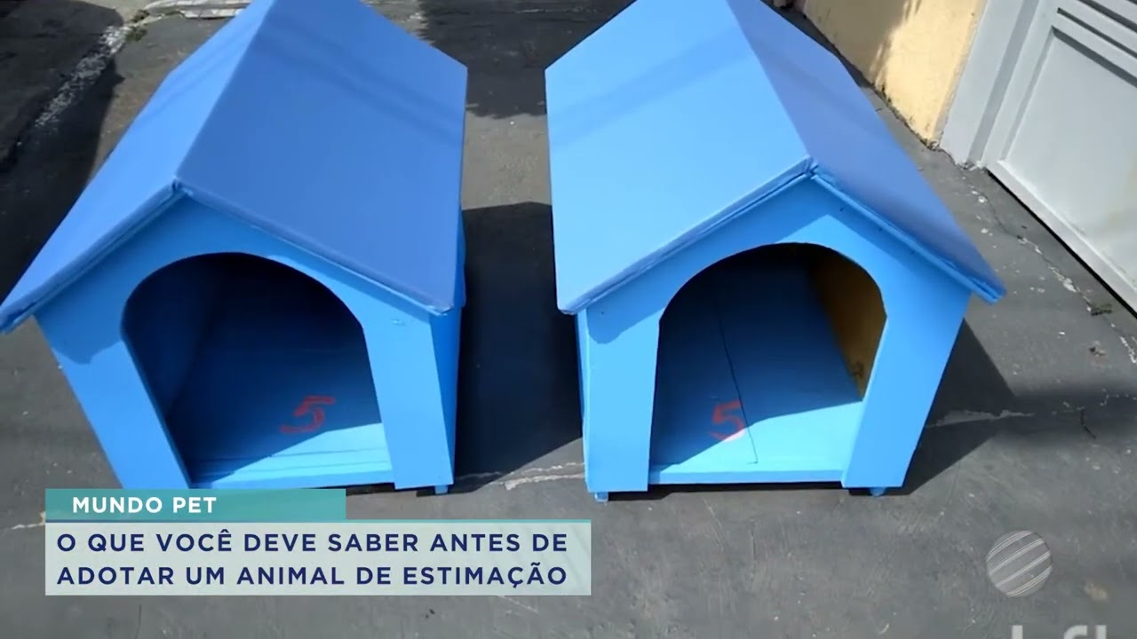 ANTES DE ADOTAR UM PET, É PRECISO OBSERVAR ALGUNS CUIDADOS IMPORTANTES