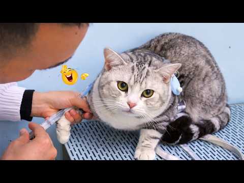 The FUNNIEST Cat Clips on the Internet 😂 SUPER Funny Cat Videos 2026