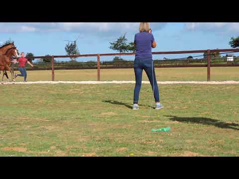 Fohlenbrennen Körbez. Dithmarschen 01.08.2018 - HF v. Van Gogh